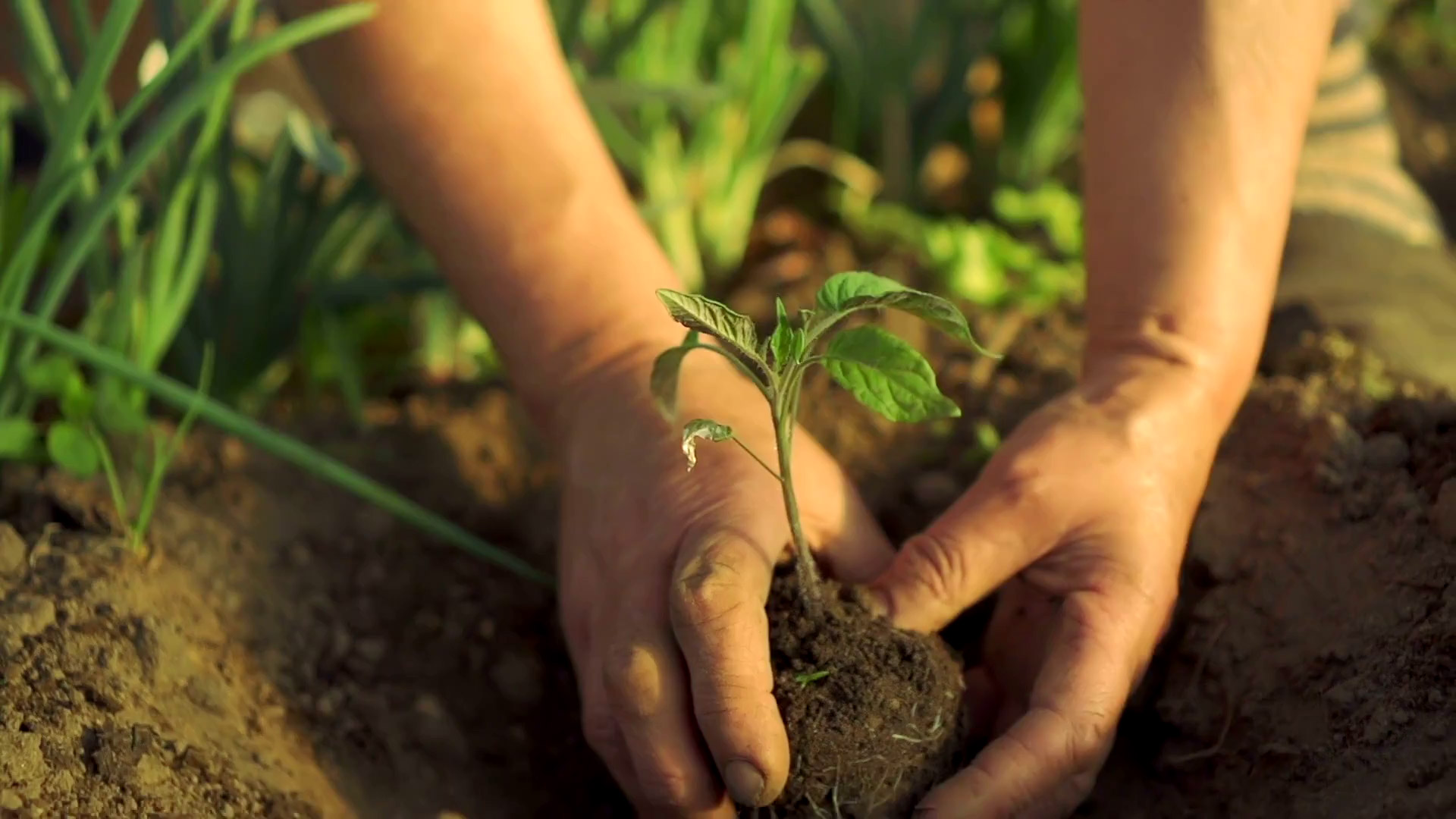 Umweltfreundlicher gärtnern mit recyclebaren Töpfen
