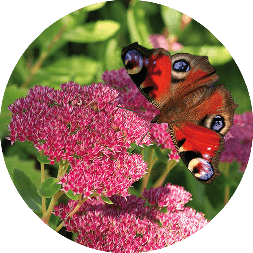 Fetthenne, Mauerpfeffer