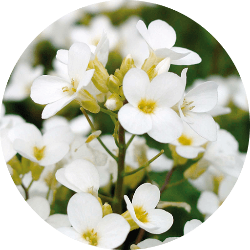 Kaukasische Gänsekresse