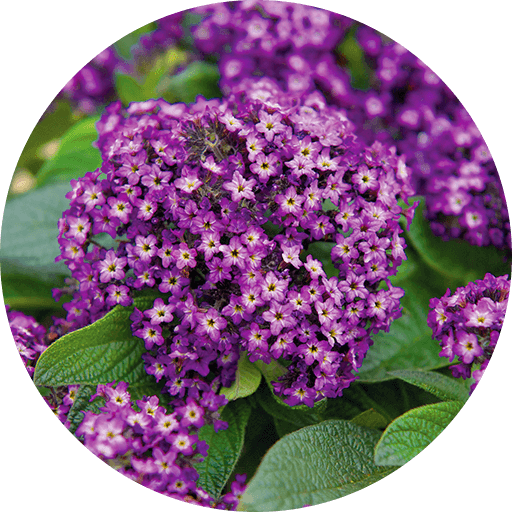 Vanilleblume, Heliotrop